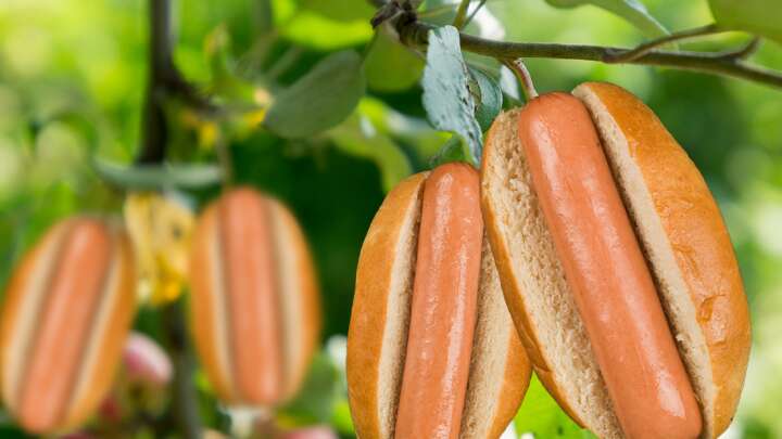 40 Percent Of American Kids Think Hot Dogs And Bacon Are Plants