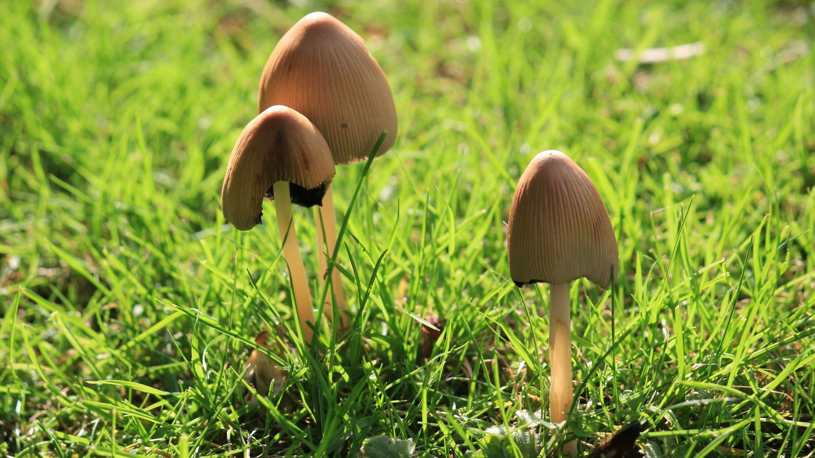 Psilocybin: British study finds 'magic mushroom' drug can be safely used to treat depression